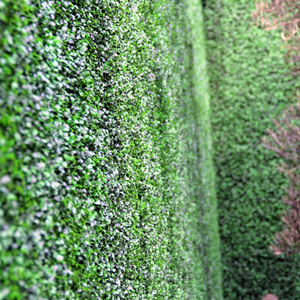 Custom Hedge Wall